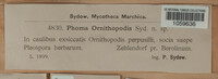 Phoma ornithopodis image